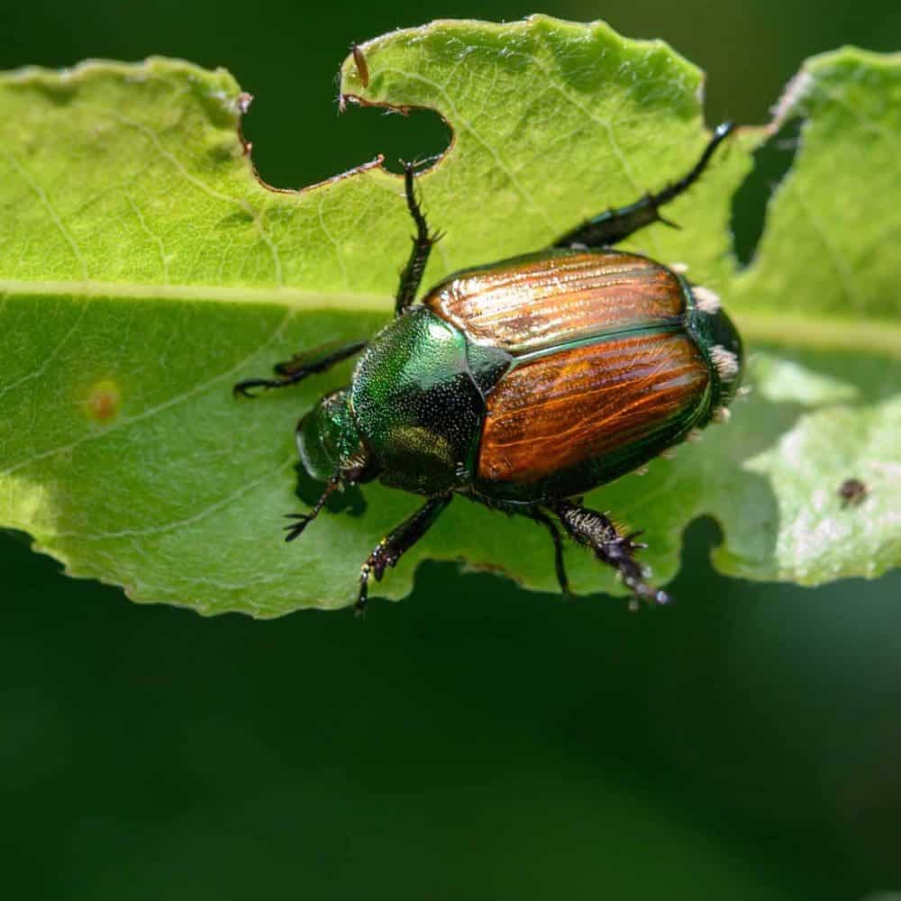 Scarabe vert et brun sur feuille verte endommagée.