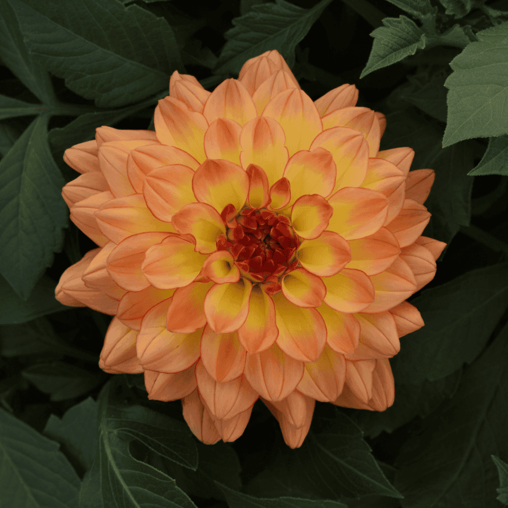 Dahlia orange en floraison dans un jardin.