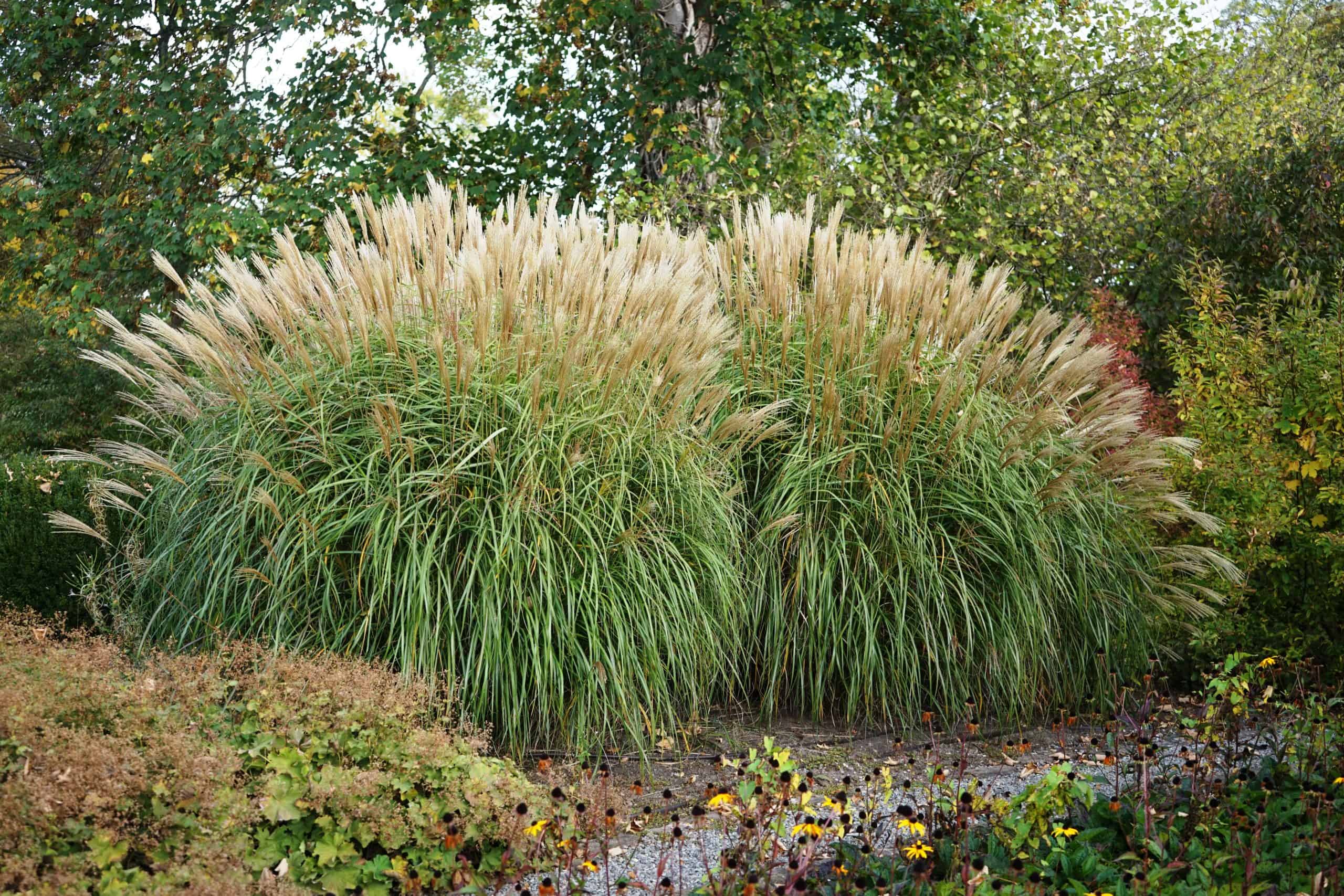 Graminées ornementales en automne dans un jardin paisible.