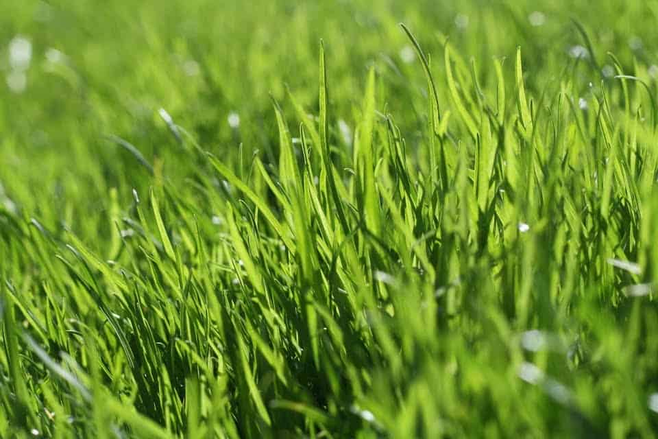 Herbe verte luxuriante pour un entretien de pelouse efficace.