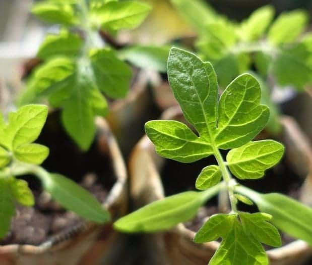 Jeunes plants de tomates verts en pot pour semis intérieur et extérieur.