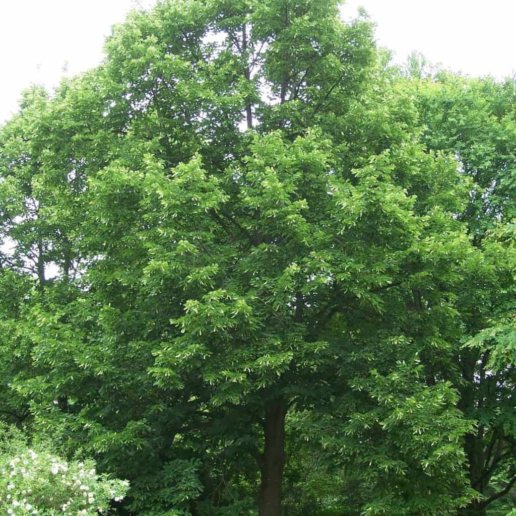 Arbre de gros calibre avec feuillage dense et vert.
