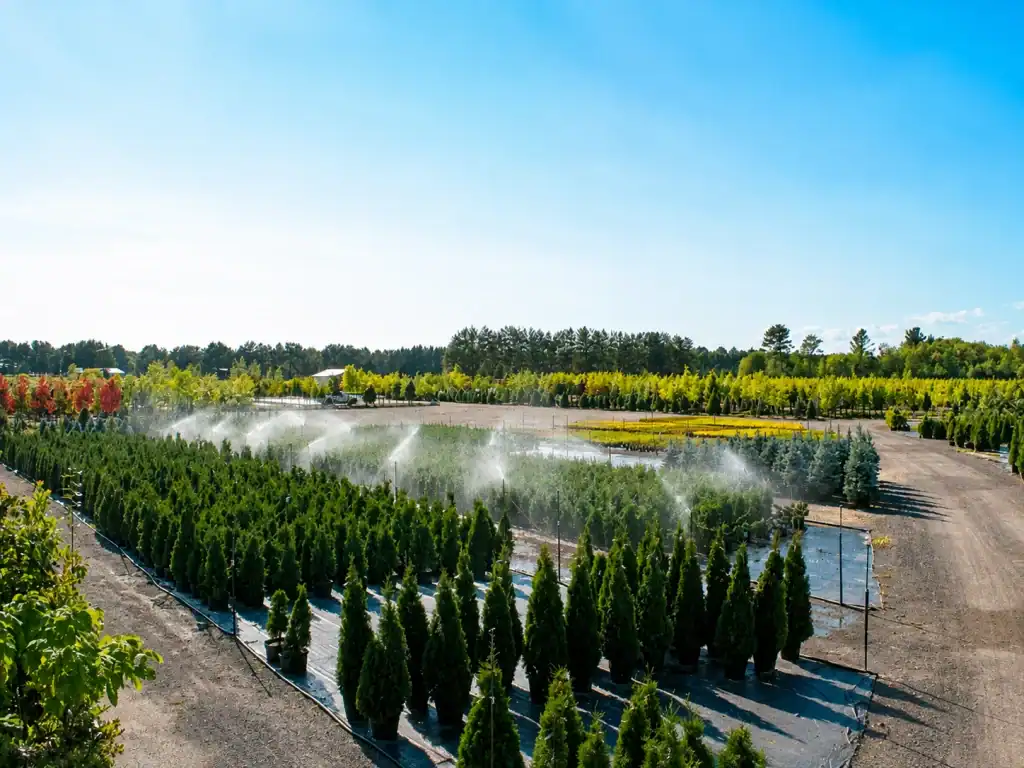 Jardin Dion avec rangées de conifères et plantes d'ornement sous un ciel bleu clair.